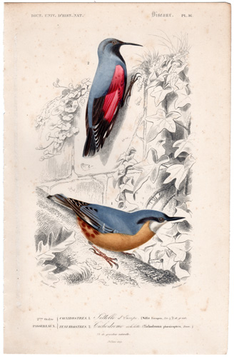 Wood Nuthatch Wall Creeper